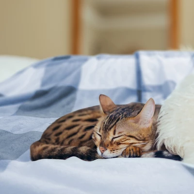 1 Pc 100% Microfiber Polyester Plaid Buffalo Checker Soft Fleece Sleeping Bed Blankets - PiccoCasa 2 1 Pc 100% Microfiber Polyester Plaid Buffalo Checker Soft Fleece Sleeping Bed Blankets - PiccoCasa - Image 2